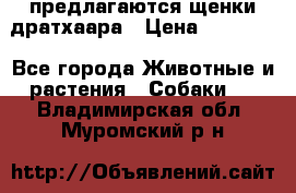 предлагаются щенки дратхаара › Цена ­ 20 000 - Все города Животные и растения » Собаки   . Владимирская обл.,Муромский р-н